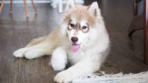 cachorros Siberian Husky bella