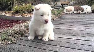 Cachorros socializados husky siberiano