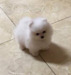 Cachorros pomenerian machos y ,hembras,...(34)601569566