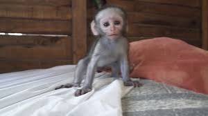 capuchino Macho Y Hembra whatsapp +34631405273