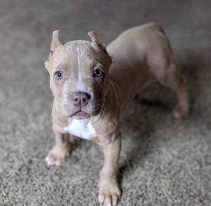 Hermosos cachorros pitbull para adopción (regalo)