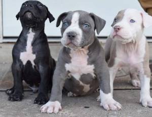 Hermosos cachorros pitbull para adopción (regalo)