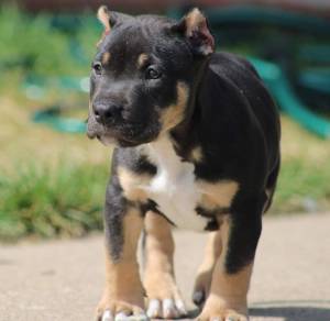 Hermosos cachorros pitbull para adopción (regalo)