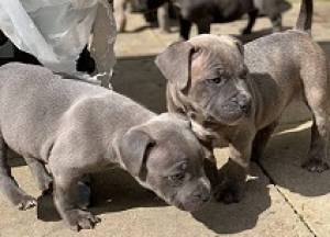 Hermosos cachorros pitbull para adopción (regalo)