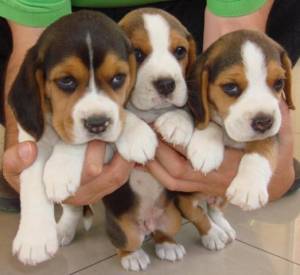 /Cachorros beagle, machos y hembras.//.(34)601569566
