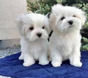 ;Cachorros maltes, machos y hembras.//.(34)601569566