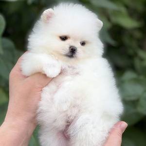 ,*Cachorros Pomerania listos para ser adoptados