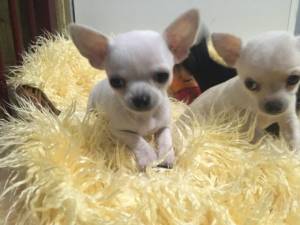 CACHORROS D.E CHIHUAHUA  HEMBRA Y MACHO