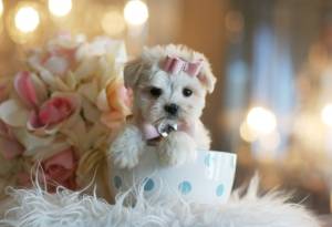 Adorables Cachorros Malteses Para Adopción...´´´