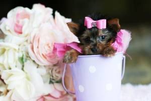 Cachorro Yorkshire Terrier Para Adopción...;;