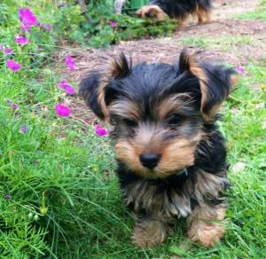 Cachorros yorkshire machos y hembras.,,.(34)612544733