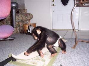 whatsapp...+34613920504 Chimpancé En Adopción 111
