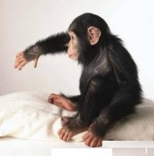 whatsapp...+34613920504 Chimpancé En Adopción 1