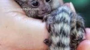 Dos titíes pequeños MONOS 604 37 69 71