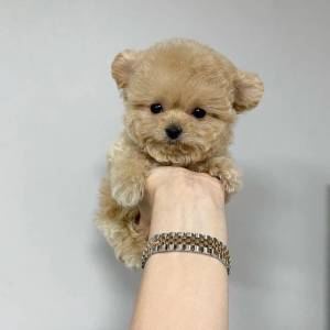 Cachorros Maltipo macho y hembra