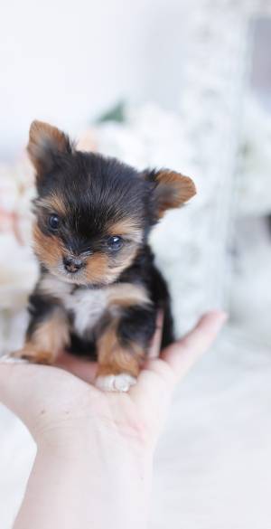 Yorkshire terrier hembra