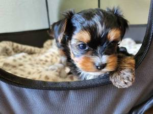 Yorkshire Miniaturas cachorros