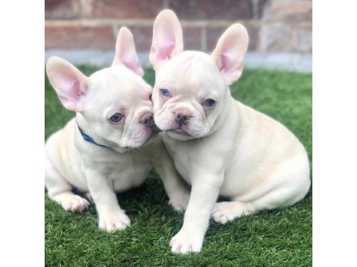 Regalo Bulldog Frances ftfgsf