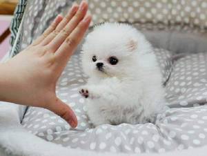 Regalo Cachorros Pomerania hgr