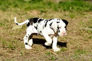 Regalo Cachorross de Gran Danés mvk