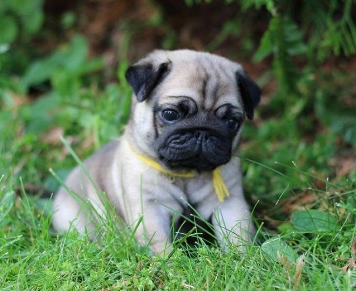 Regalo Cachorros, De Carlino mk