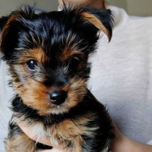 cachorros yorkshire cachorros yorkshire cachorros yorks