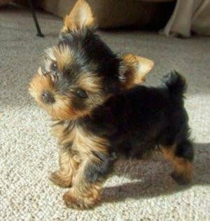 Cachorros Yorkshire Terrier Mini Toy