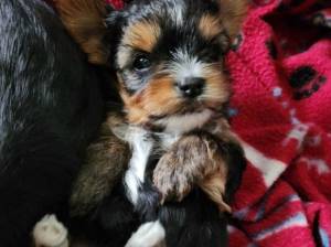 Cachorros Yorkshire Mini Toy