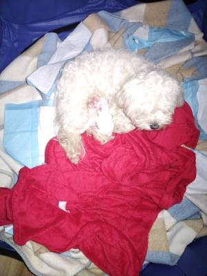 Tengo cachorros preciosos pa vender