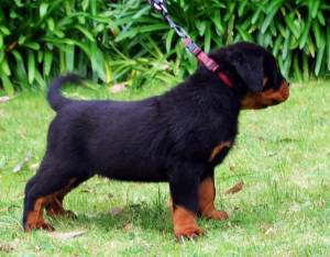 -Regalo Cachorros Rottweiler ,l....