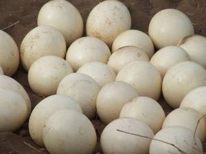 Huevos fertile de loros y pajaros loros disponibles