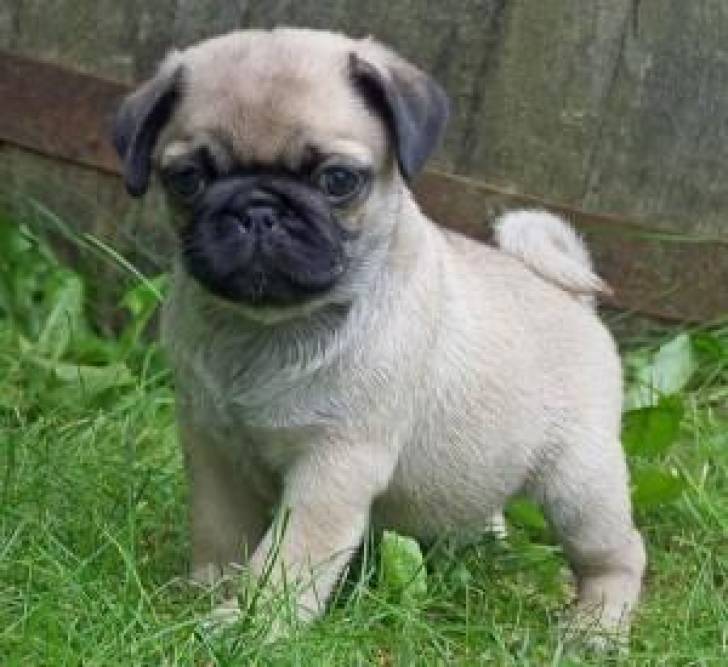 /Regalo Cachorros De Carlino ..;;.;´,