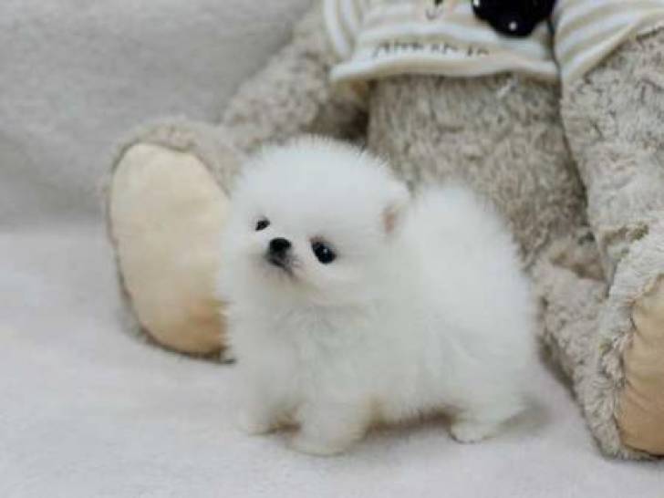 .Regalo Cachorros Pomerania. .;´xs