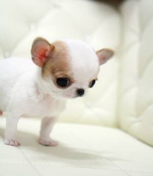 .Regalo Cachorros chihuahua