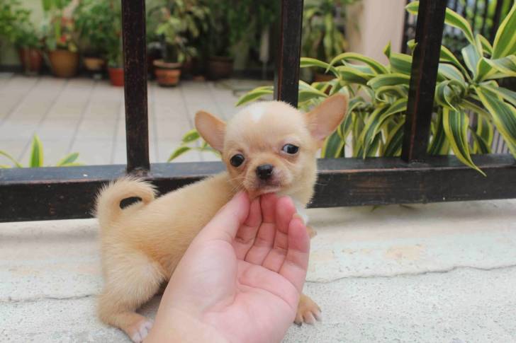.Regalo Cachorros chihuahua .;dv