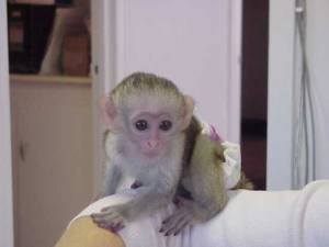 .Regalo Monos Capuchinos .;1