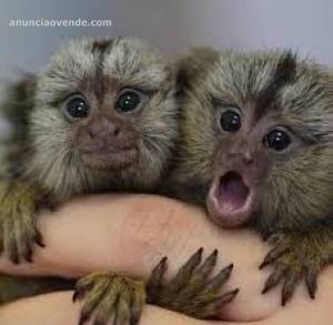 ,,,,Dos titíes pequeños MONOS 604 37 69 71