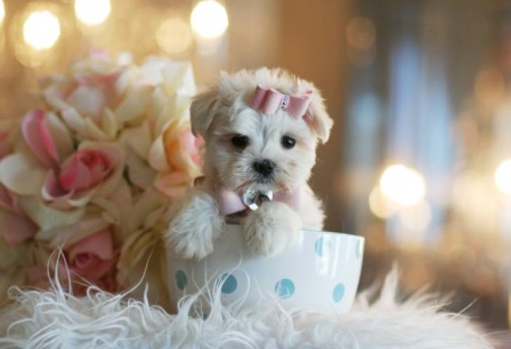 **Regalo Cachorros Bichon  Maltés..;.....