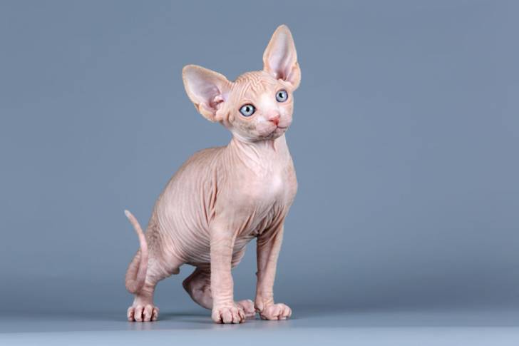 **Hermosos Gatitos Sphynx Para Adopción..