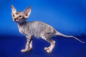 **Hermosos Gatitos Sphynx Para Adopción....,