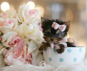 Regalo, Cachorros Yorkshire