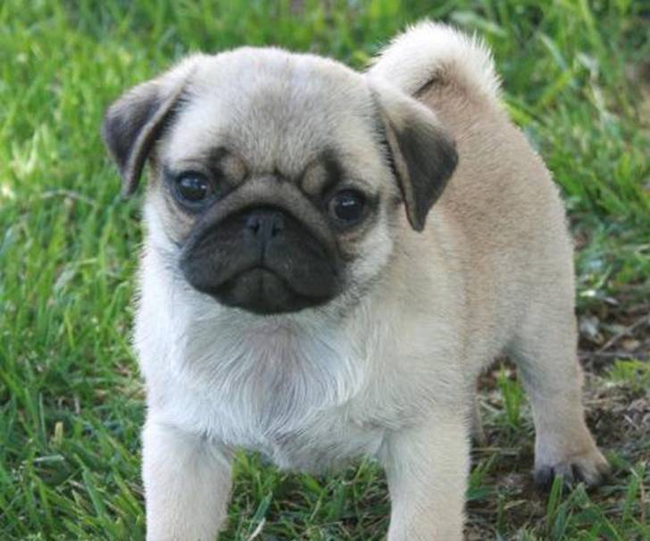 Regalo, Cachorros De Carlino ..