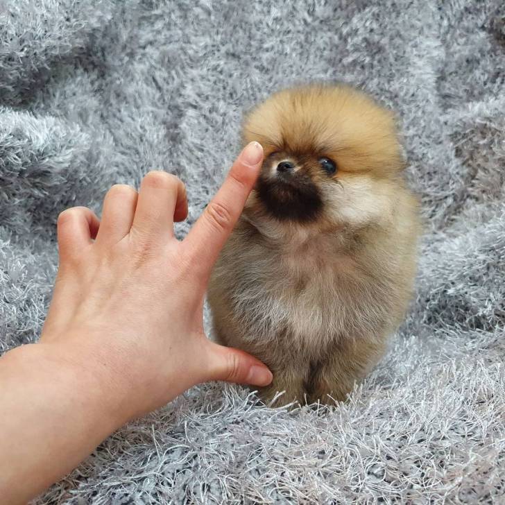 regalo cachorros pomerania,,//