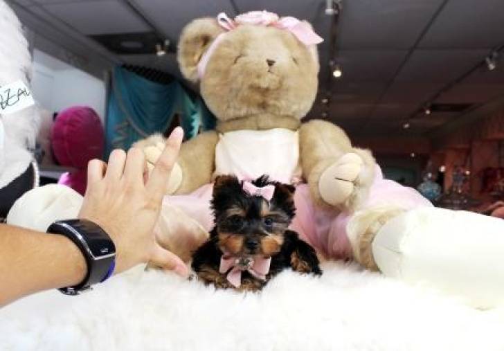 Regalo Cachorros Yorkshire ;    .;9