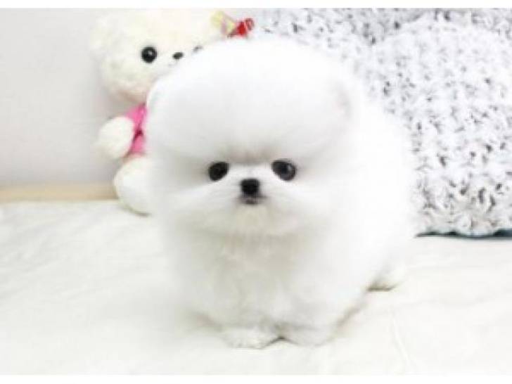 Regalo Cachorros Pomerania   .;.´´[[