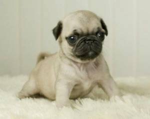 Regalo Cachorros De Carlino *