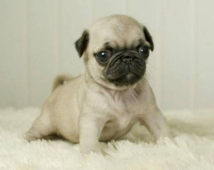 Regalo Cachorros De Carlino.,
