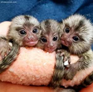 Dos titíes pequeños MONOS 604 37 69 71