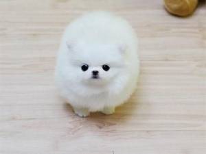 Regalo Cachorros Pomerania .;.´´,..,.,.