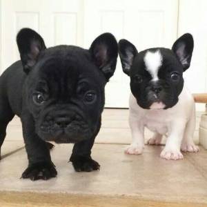 bulldog frances cachorros para adoptcion